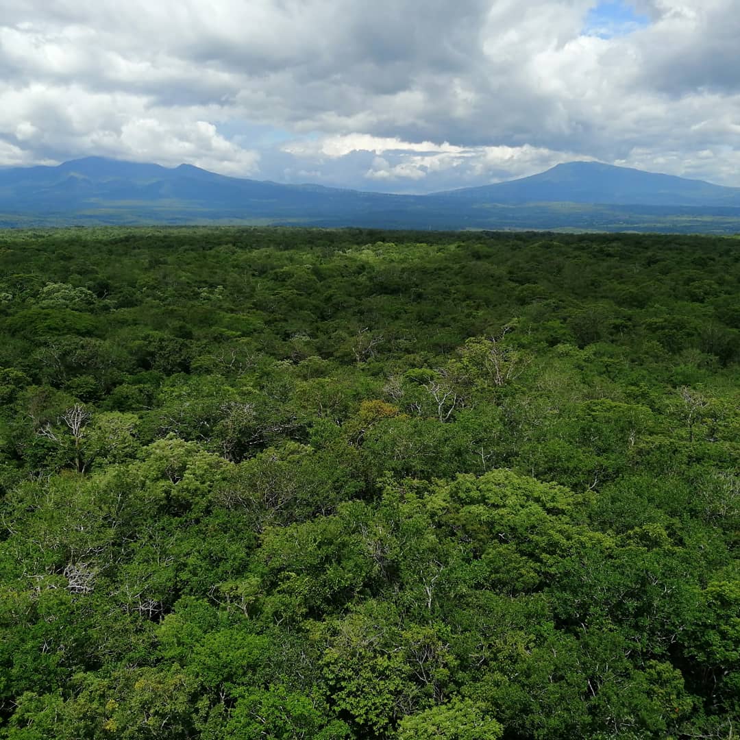 View from the Flux Tower in Santa Rosa National Park, Costa Rica