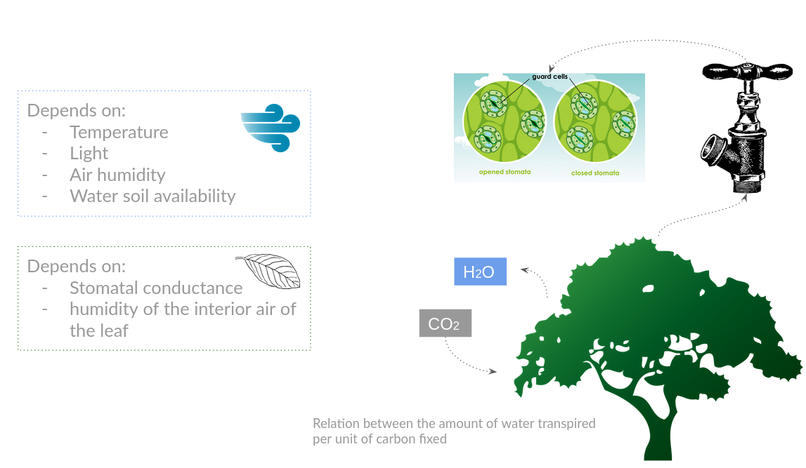 Factors affecting the fluxes